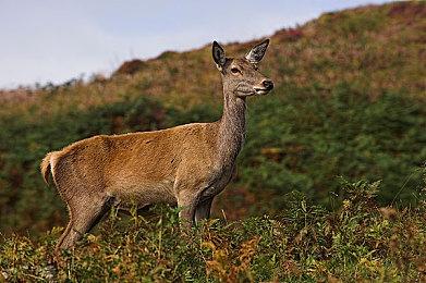 Capcom Arcade 2nd Stadium卡普空街机馆2登录PC！玩法、配置、问题及解决方法